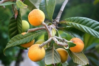 Eriobotrya Japonica - Essbare früchte