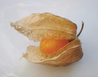 Physalis Peruviana - Essbare früchte
