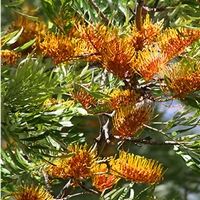 Grevillea robusta