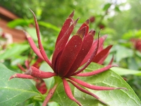 Calycanthus floridus - Zieht smetterlinge an
