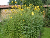 Helianthus tuberosus - Poire de terre