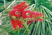 Callistemon rigidus