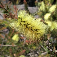 Callistemon viridiflorus