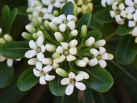 Pittosporum tobira - Fleurs parfumées