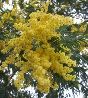 Acacia dealbata