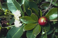 Psidium litorale - Cattleanum - Essbare früchte