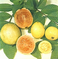 Guave - Psidium guajava