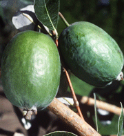 Feijoa sellowiana - Essbare früchte