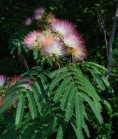 Albizia Julibrissin Rosea