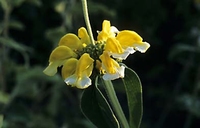 Phlomis grandiflora anatolica