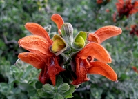 Salvia  lutea Africana