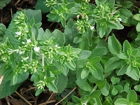 Stevia rebaudiana - Süßkraut