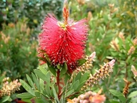 Callistemon speciosus
