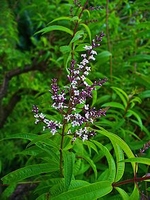Zitronenstrauch - Lippia citriodora - Kulinarisch
