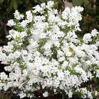 Exochorda Racemosa