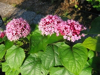Clerodendrum bungei-Losbaum-Erdnussbutterduft