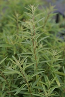 Lippia polystacha-Argentinische Minze Verbena-Kulinarisch