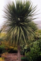 Cordyline Australis