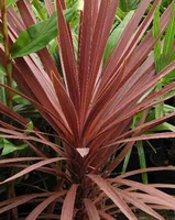 Cordyline Australis purpurea