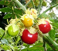 Litchi tomato, Solanum sisymbrifolium