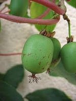 Kiwi groseille arguta - femelle