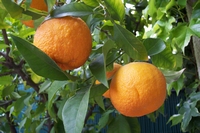 Citrus aurantium Sikkimensis Geant