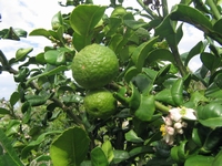 Citrus hystrix