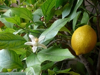 Citrus lemon