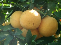 Citrus x paradisi (Grapefruit)