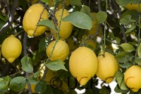 Citrus lemon lunario