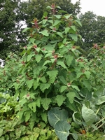 Chenopodium giganteum - Baumspinat - Auch medizinisch