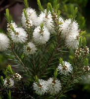 Teebaum - Melaleuca alternifolia