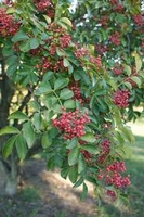 Zanthoxylum piperitum - Szechuanpepper