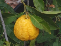 Citrus Ishang