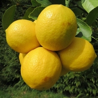 Citrus limon Volkameriana