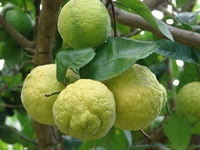 Citrus Jambhiri