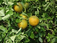 Citrus Poncirus trifoliata