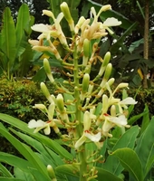 Ingwer - Thai-Ingwer - Alpinia galanga