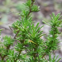 Olijfkruid (Santolina viridis)