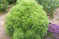 Artemesia abrotanum - Eberraute - Kulinarisch