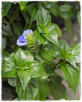 Rungia klossii - Plante champignon - Culinaire