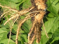 Angelica Archangelica - Culinaire