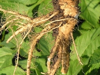 Angelica Archangelica