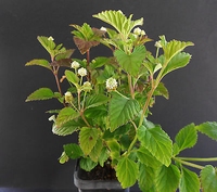 Aztekische Süßkraut - Lippia dulcis