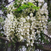 Sophora Japonica-Honingboom-Trekt vlinders aan