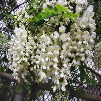 Sophora Japonica - Honingboom