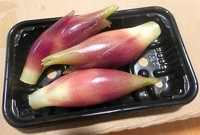 Zingiber mioga-Gingembre japonais rustique-Culinaire
