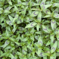 Persicaria odorata - Vietnamese koriander - Kulinarisch