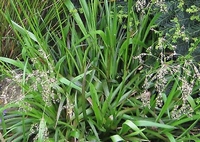 Sweet grass - Hierochloe odorata