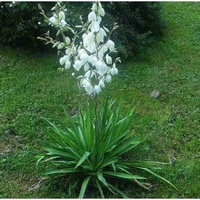 Yucca filamentosa